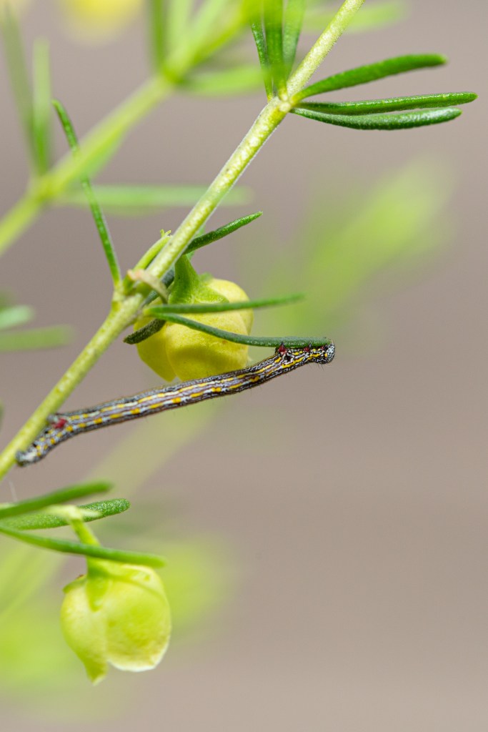 Close-up image of a little black and yellow caterpillar on a flowering boronia plant.