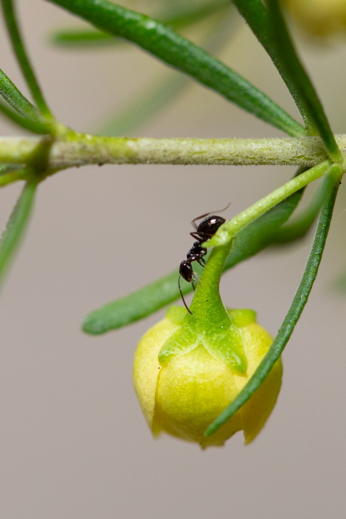 Close-up image of an ant crawling near a yellow boronia flower.