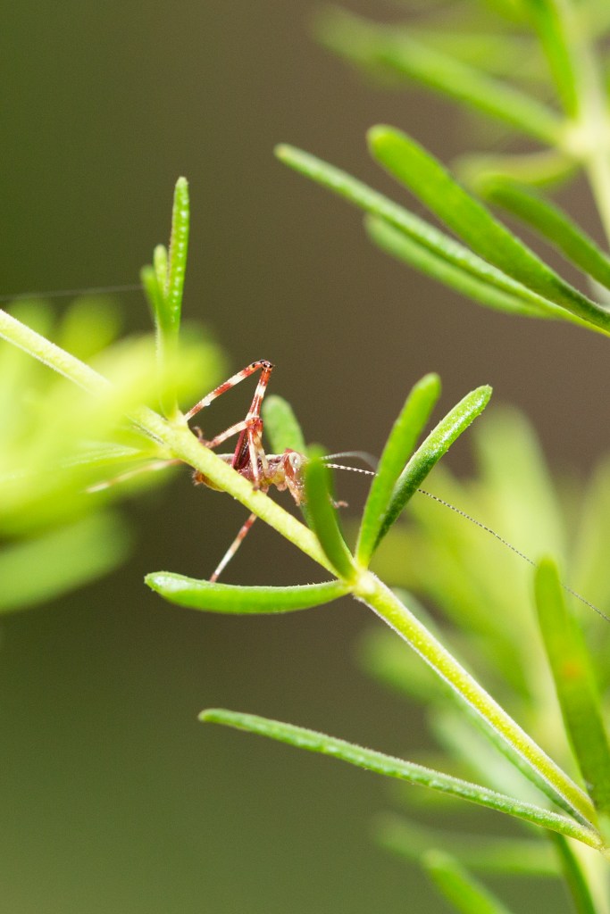 A close-up image of an insect sitting on the boronia plant (maybe it's a cricket, but I'm not quite sure).