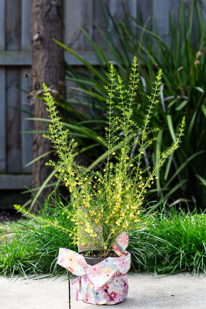 Photo of a flowering yellow boronia plant with coloured wrapping paper and a pink ribbon around the pot (the one that prompted my accidental mindfulness session).